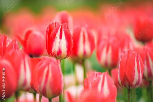 Obraz red and white tulips