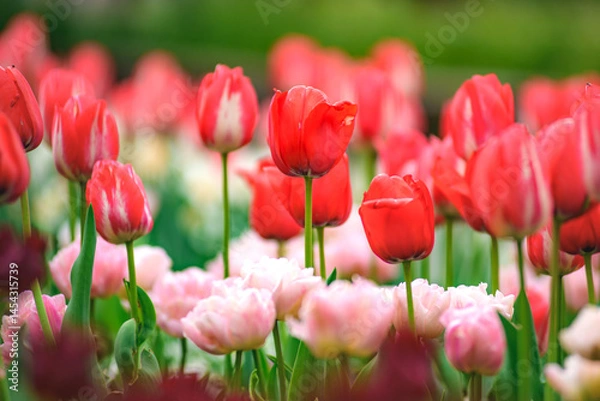 Obraz red tulips in the garden