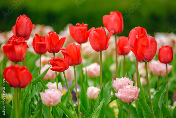 Fototapeta field of red tulips