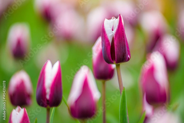 Obraz pink tulip flowers