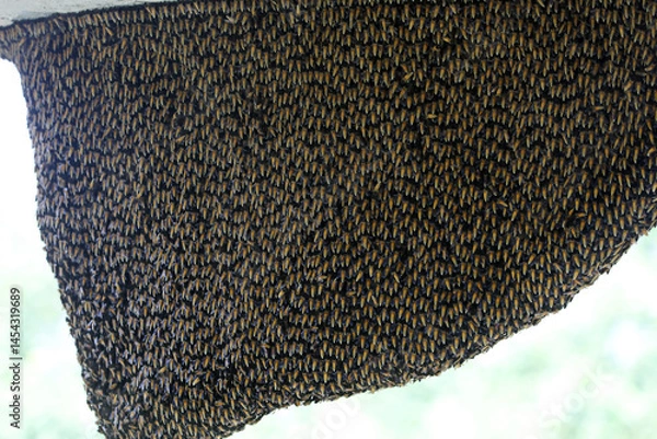 Obraz Bees sit on honeycombs with honey in a bee frame in a beehive close-up. Beekeeping, sealing honeycombs with wax  near sundarban,bangladesh