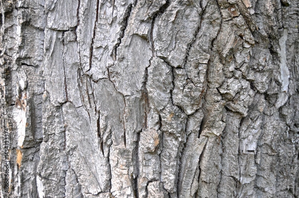 Fototapeta A tree bark texture close-up.
