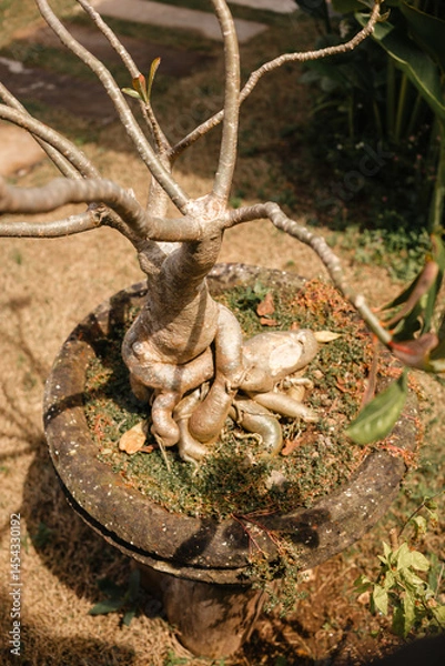 Fototapeta A small bonsai-style tree in the garden