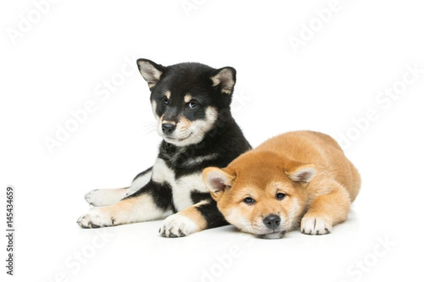 Fototapeta Beautiful shiba inu puppies isolated on white