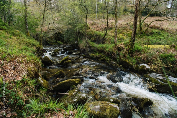 Obraz river in the forest