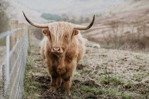 Obraz scottish highland cow