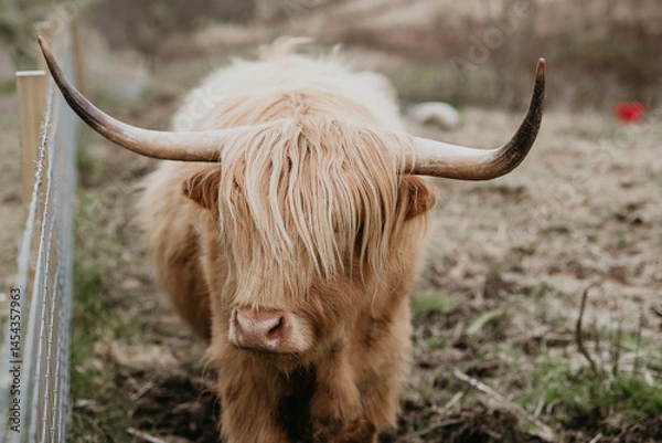 Obraz scottish highland cow