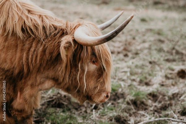 Obraz scottish highland cow