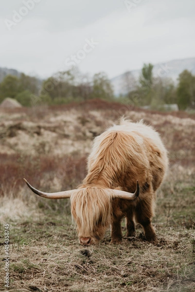 Obraz scottish highland cow