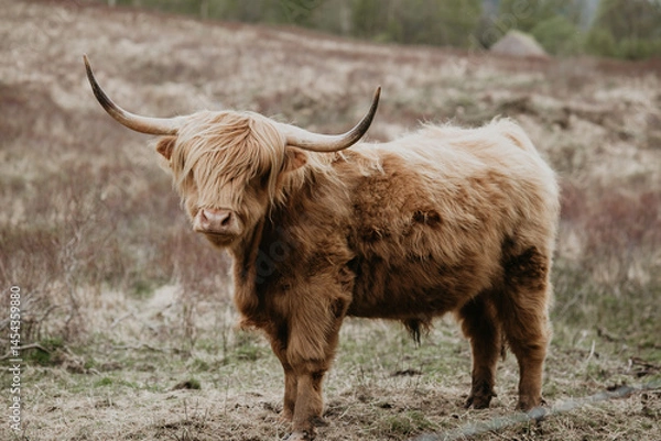 Obraz scottish highland cow