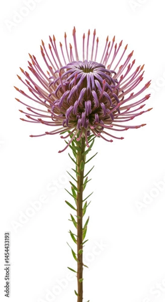 Fototapeta Exotic Spiky Purple Pincushion Blossom with Tall Green Stem in Botanical Detail Isolated on PNG Background.