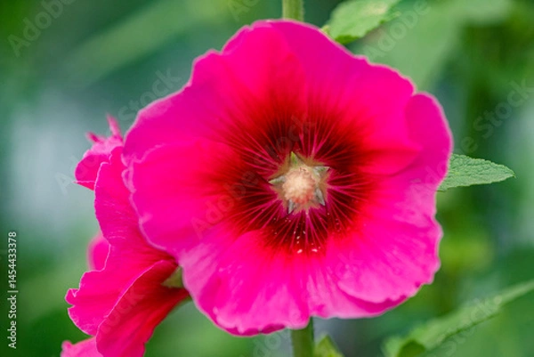 Obraz Colorful and beautiful hibiscus flowers bloom in summer