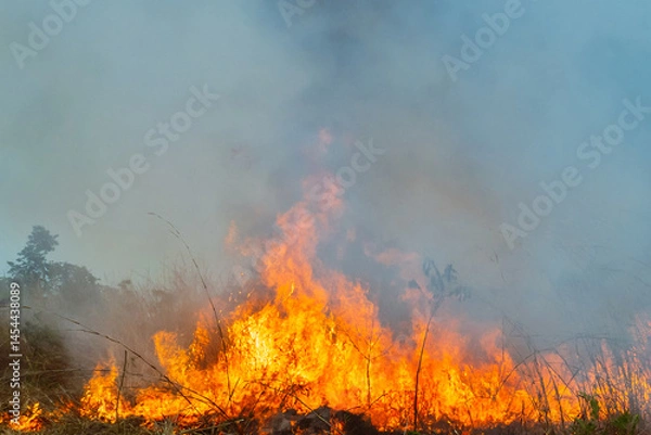 Obraz fire is burning in a field of tall grass