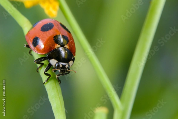 Obraz Biedronka Nanahoshi