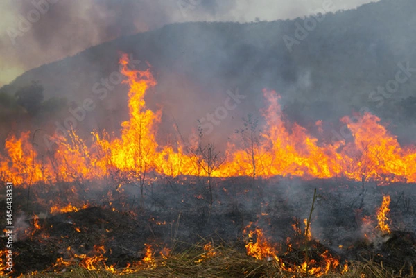 Obraz fire is burning in a field with smoke in the air