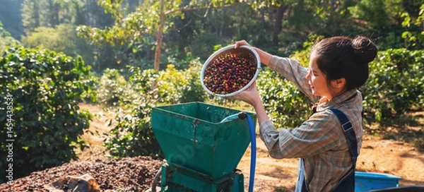 Obraz woman is picking fruit from a tree and putting it into a green container