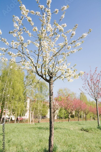 Obraz japanese cherry blossoms 