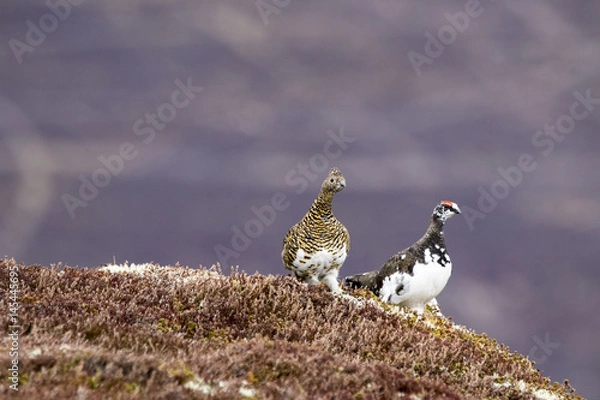 Fototapeta ptarmigan