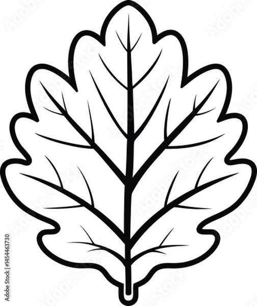 Fototapeta oak leaf vector line art and illustration