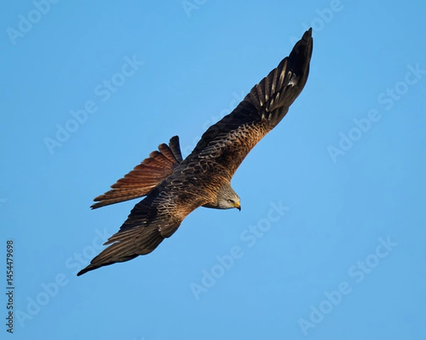 Fototapeta Red kite (Milvus milvus)