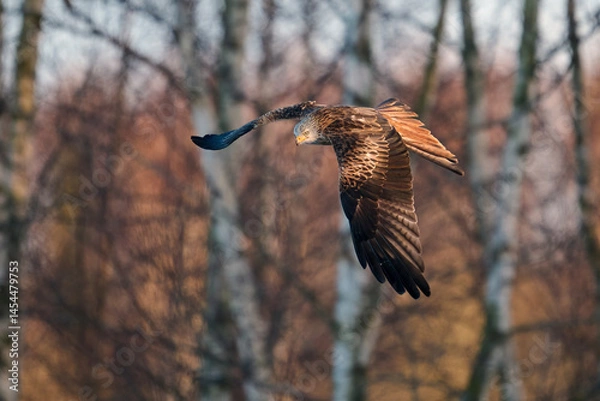 Fototapeta Red kite (Milvus milvus)
