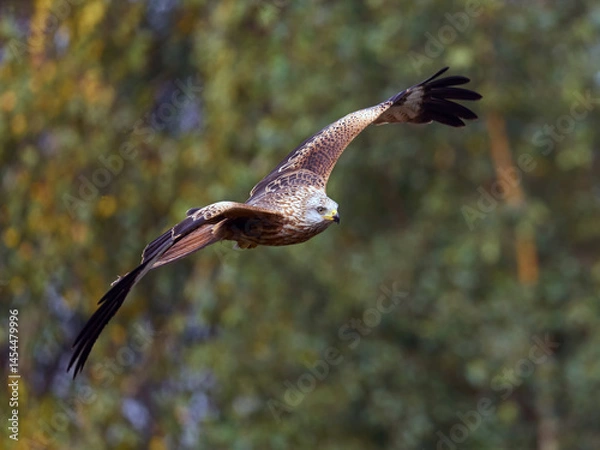 Fototapeta Red kite (Milvus milvus)