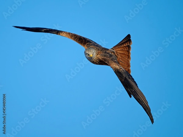 Fototapeta Red kite (Milvus milvus)