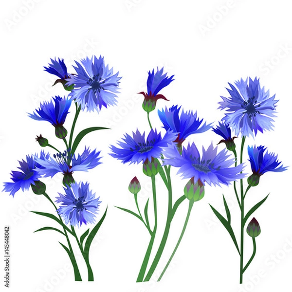 Obraz A set of flowers. Blue cornflowers.
