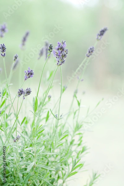 Obraz ラベンダー