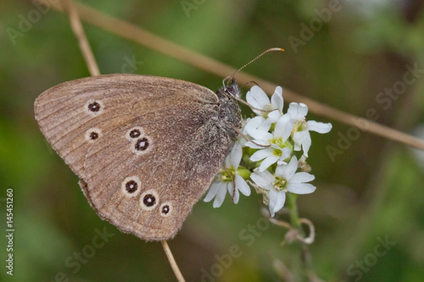 Obraz Brauner Waldvogel