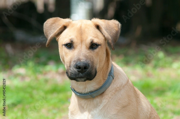 Obraz Puppy Portrait