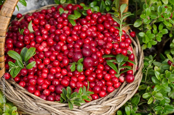 Obraz Wicker basket with cranberries in the woods. Close-up