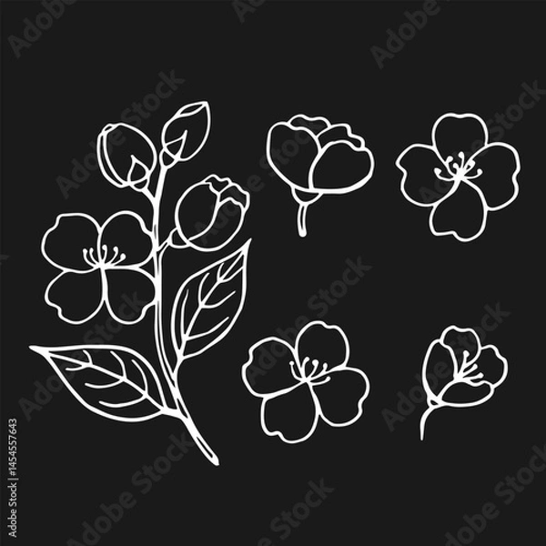 Fototapeta Set of leaves and flowers of jasmine. Hand drawn vector illustration in outline style.