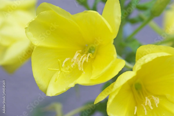 Obraz 黄色い月見草