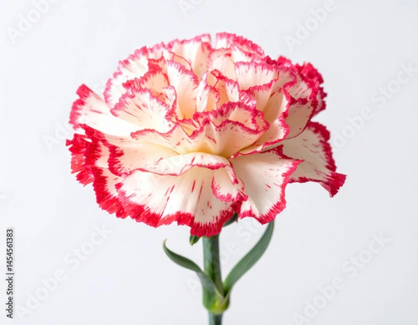 Fototapeta Red and Pink Carnation Flowers on White Background, Claveles Rojos y Rosados sobre Fondo Blanco, Generated Image