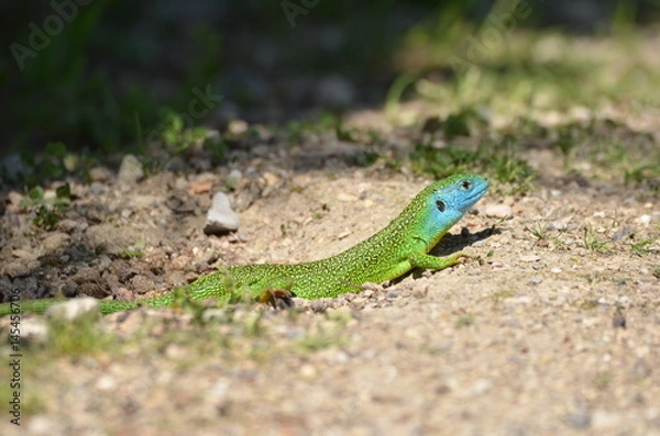 Obraz Lézard vert occidental (Lacerta bilineata)