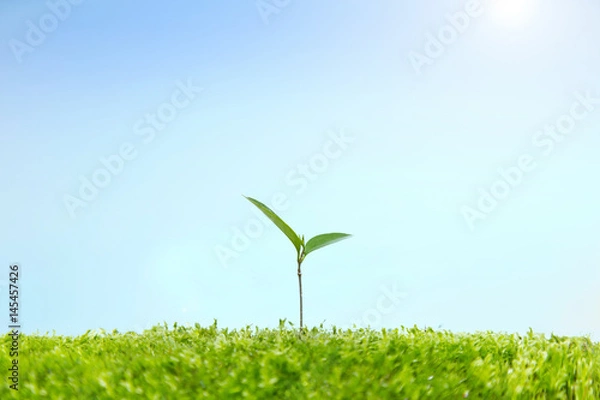 Fototapeta 苔に生える双葉の成長と環境イメージ 