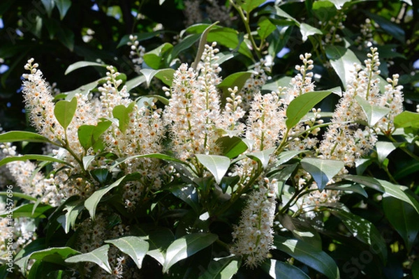 Obraz Kirschlorbeer Blüten