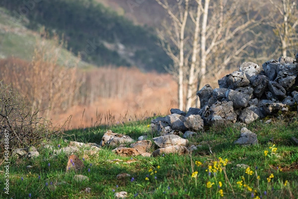 Fototapeta Forests and mountain meadows with stone walls in the Croatian mountains.