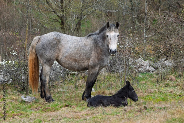 Fototapeta Mare with a newborn foal on a pasture in Croatia.