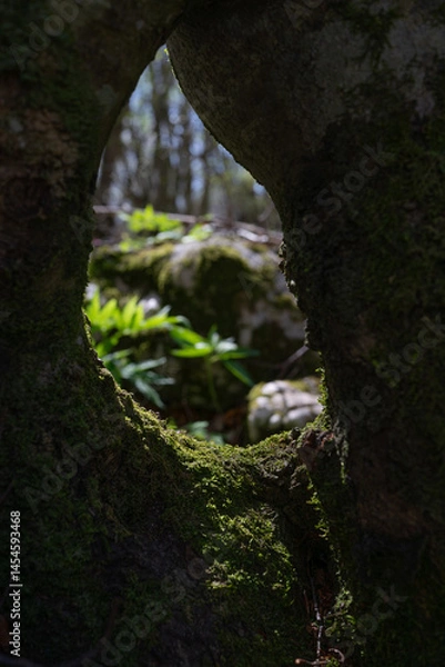 Fototapeta View through a tunnel in the forest, background in blur.