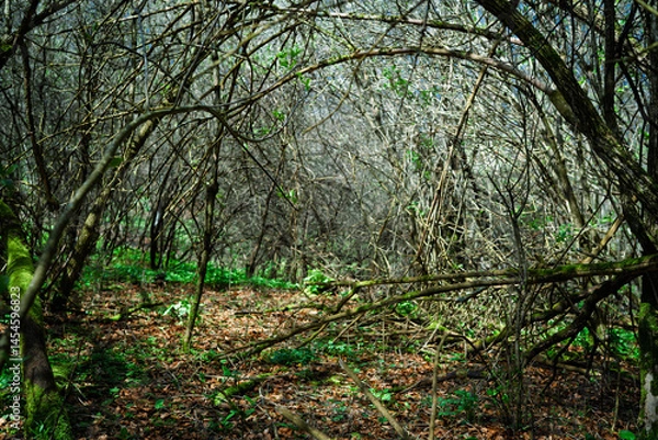 Fototapeta Undergrowth in a light forest in spring.