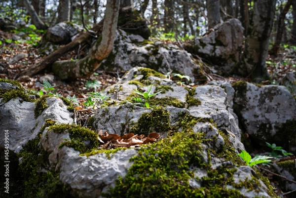 Fototapeta Light forest on a rocky hill in spring.