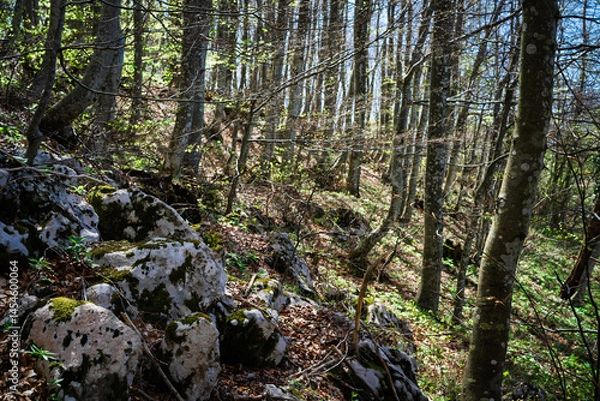 Fototapeta Light forest on a rocky hill in spring.