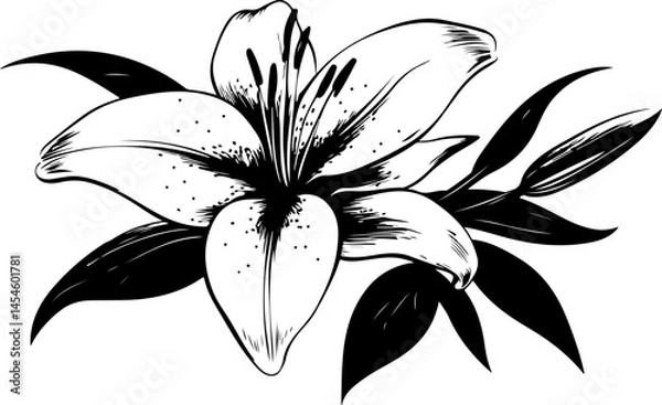 Obraz Black and White Illustration of a Lily Flower with Detailed Petals and Leaves
