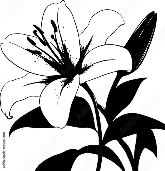Obraz Black and White Illustration of a Lily Flower with Detailed Petals and Leaves
