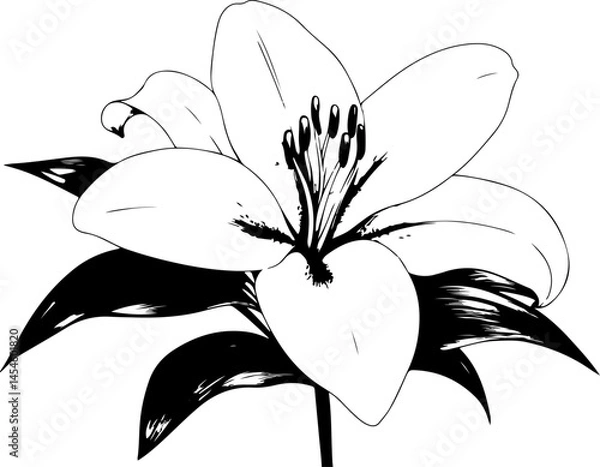 Obraz Black and White Illustration of a Lily Flower with Detailed Petals and Leaves
