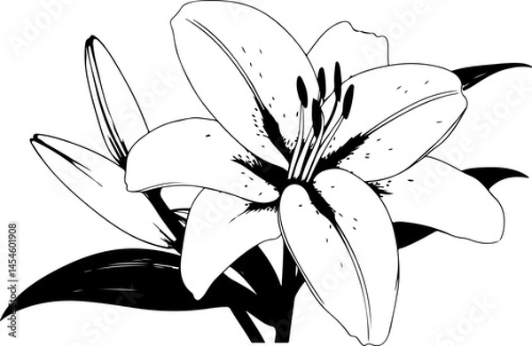 Obraz Black and White Illustration of a Lily Flower with Detailed Petals and Leaves
