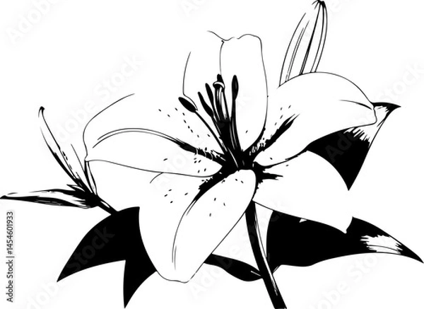 Obraz Black and White Illustration of a Lily Flower with Detailed Petals and Leaves
