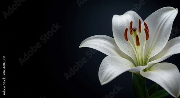 Fototapeta Close-up of a White Lily Flower on Black Background